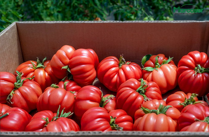 Fertilizarea sub forma de geluri proteice pentru legume - imagine tomate