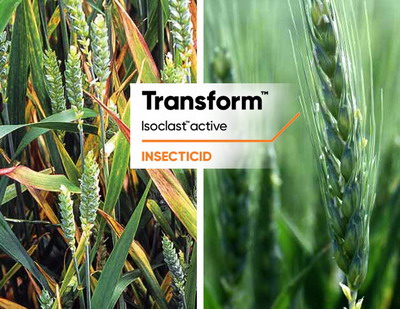 TRANSFORM™ – STOP transmiterii virusurilor in culturile de cereale paioase