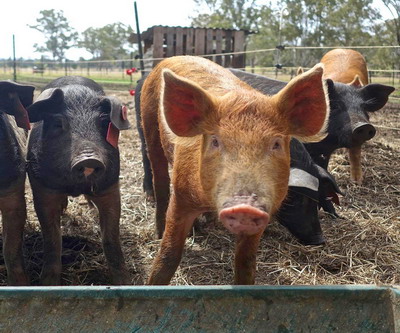 Unele particularitati in furajarea porcilor