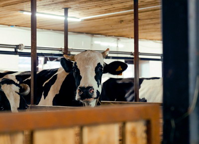 Exploatatii agricole: ce tipuri de investitii sunt disponibile acum pentru finantare nerambursabila?