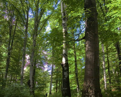 Peste 7.400 de ha de padure au fost introduse in Catalogul National al Padurilor Virgine si Cvasivirgine