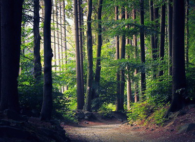 Plati compensatorii pentru proprietarii de padure, in valoare de 258,3 milioane de lei, achitate in 2021