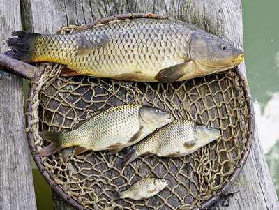 Acord privind cotele de pescuit UE pentru 2022. Romania: 75 tone la calcan si 3442,50 tone la sprot la Marea Neagra