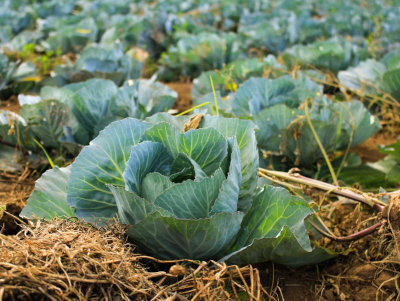 Seminte care se planteaza primavara