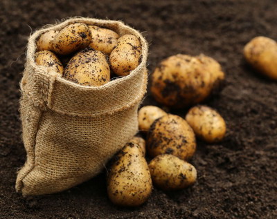 Fascinanta calatorie a cartofului, de la samanta la farfurie!