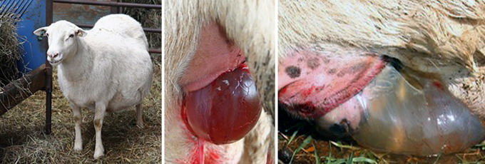 Fatarea la ovine - detaliu 1