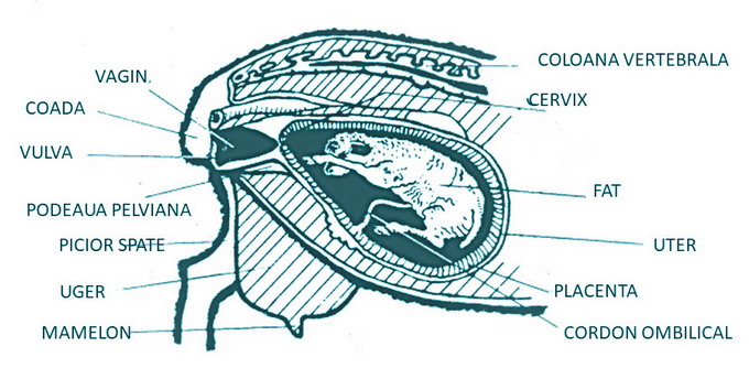 Fatarea la ovine - detaliu 2