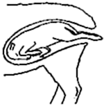 Fatarile la ovine - fatarie cu probleme 1