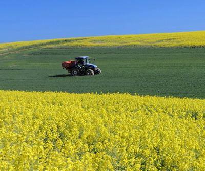 AgroGo: Pretul rapitei in extrasezon a adus un randament urias al stocarii