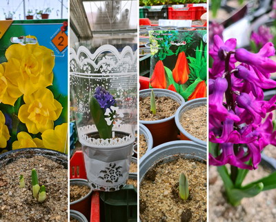 Zambile, lalele si narcise, produse in premiera de specialistii horticoli de la USAMV Cluj-Napoca