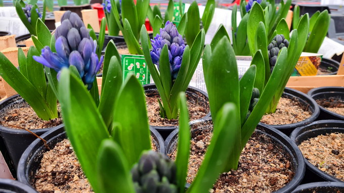 Zambile lalele si narcise la USAMV Cluj-Napoca