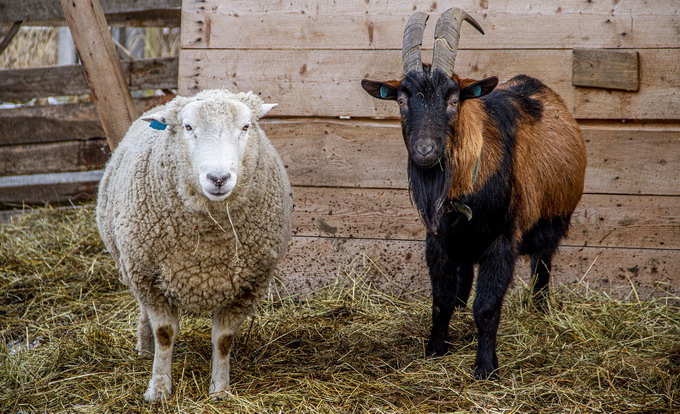 ANTZ si SCZ la OVINE si CAPRINE