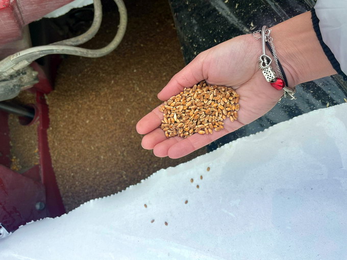 Depozitare grau in silobag 2021