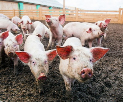 Ingrasarea timpurie pentru carne a purceilor