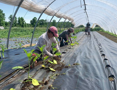 Sprijin financiar pentru legumicultori aprobat in Sedinta de Guvern