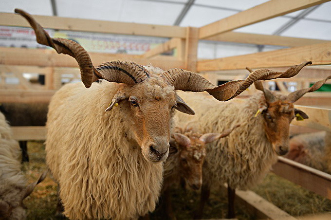 RASE LOCALE IN PERICOL DE ABANDON