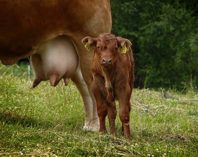 Jurnalul unei vaci | Fertilitatea vacilor de lapte