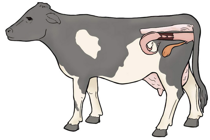 Jurnalul unei vaci - Reproductia 1