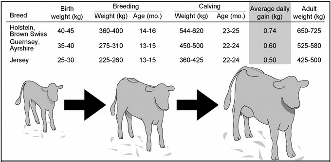 Jurnalul unei vaci - Reproductia 3