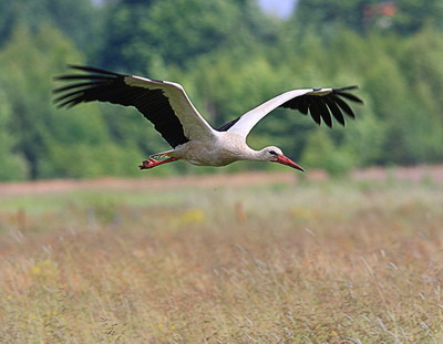Noutati privind ecoconditionalitatea in Campania 2022