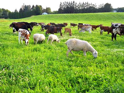 Pregatirea animalelor pentru perioada de pasunat