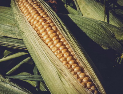 3 sfaturi pentru o cultura de porumb bogata