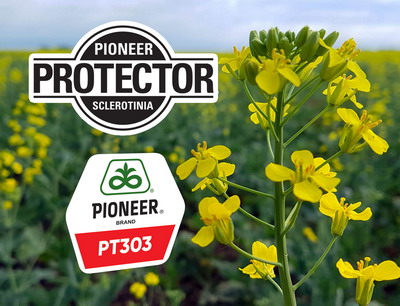 PT303 Sclerotinia Protector – hibridul de rapita UNIC in Europa