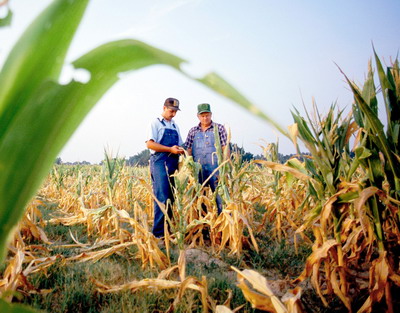 Reprezentantii APIA si DAJ sunt in teren pentru a evalua pagubele produse de seceta