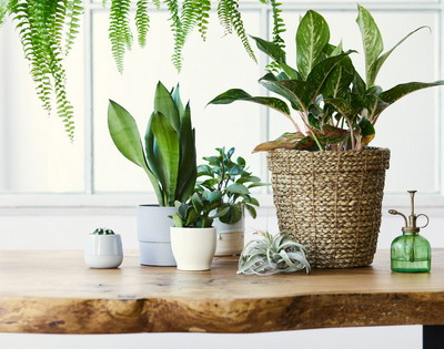 Cum alegi ghivecele de flori potrivite pentru casa si gradina?