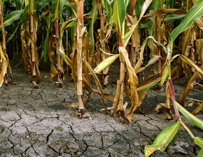 Membrii Comitetului interministerial pentru gestionarea efectelor produse de schimbarile climatice in agricultura s-au intrunit la sediul MADR