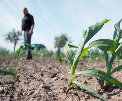 S-au prelungit termenele pentru constatarea suprafetelor afectate de seceta pedologica