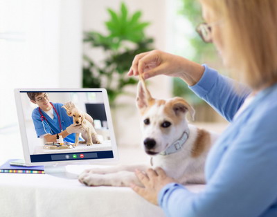 Consultatie veterinara online: 3 aspecte de stiut