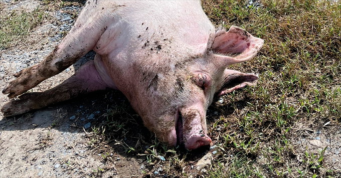 EFSA - PPA - Detectare Prevenire Raportare