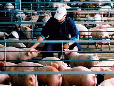 EFSA: Pesta Porcina Africana – Detectare, Prevenire, Raportare