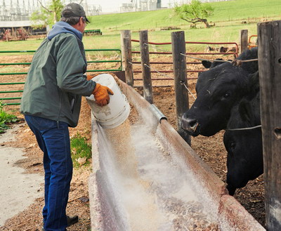 Crescatorii de animale pot primi finantare pentru sprijinirea activitatii la ferma