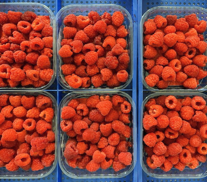 Abund Berry - zmeura