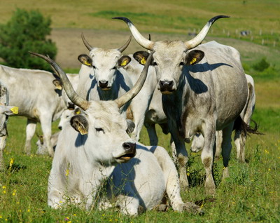 Carnea de vita din rasa Sura de stepa, livrata direct de la Ferma de Biodiversitate Cobor