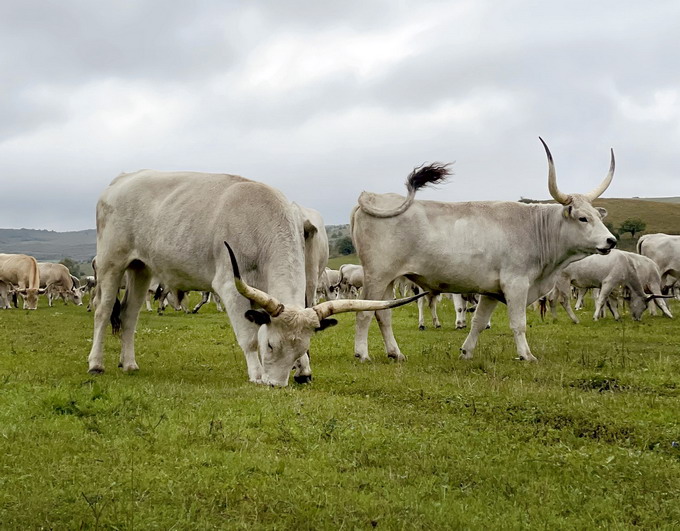 Carnea de vita din rasa Sura de stepa - Ferma de Biodiversitate Cobor 2