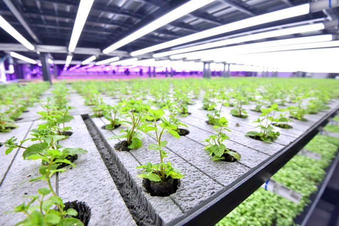 Green Hub Kaufland by Ultragreens 2