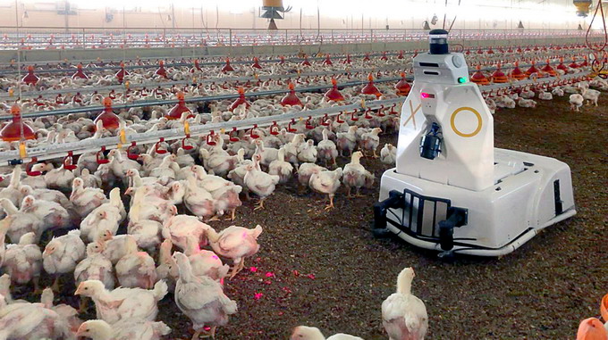 XO - robot ferma de pasari