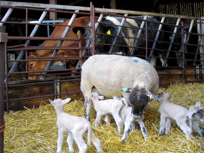 Pregatirea si ingrijirea animalelor pentru perioada de iarna