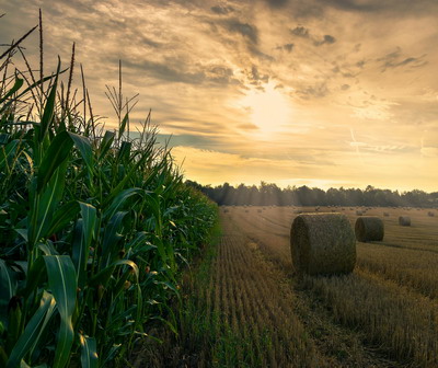 FAO: in octombrie au scazut preturile mondiale la toate grupele de produse alimentare cu exceptia cerealelor