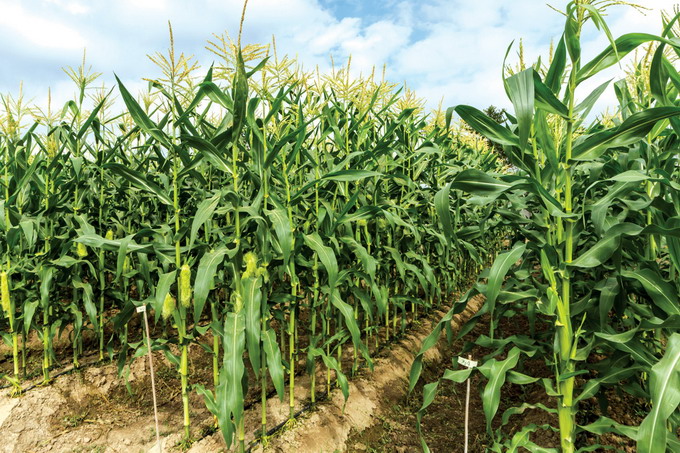 Irigarea prin picurare - Cea mai productiva metoda de irigare la cultura porumbului