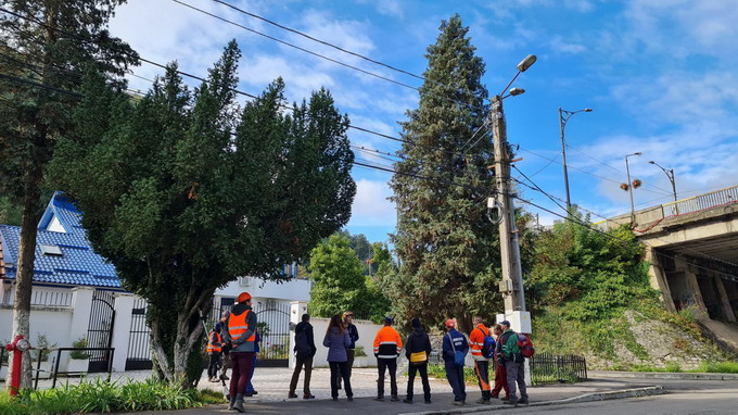 Sesiuni de instruire pentru arboricultura urbana
