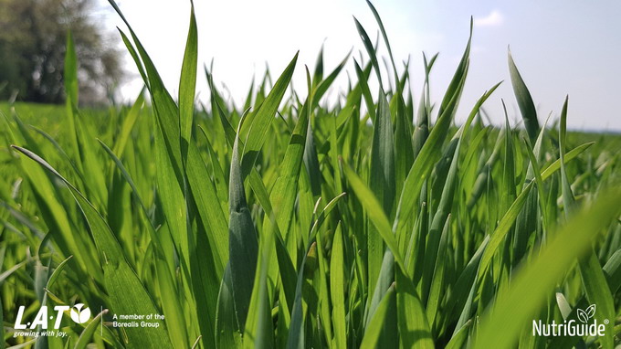 Elemente cheie in fertilizarea graului la iesirea din iarna