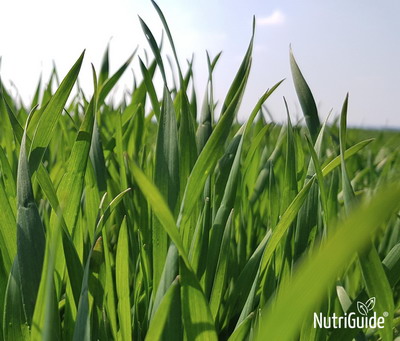 Elemente cheie in fertilizarea graului la iesirea din iarna!