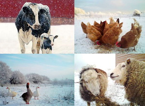 Prevenirea imbolnavirilor la animale in perioada cu temperaturi scazute