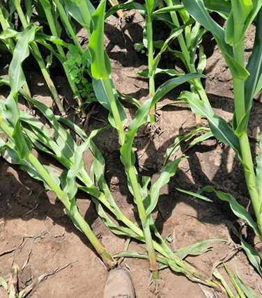 AGRA ASIGURARI Daune cultura porumb