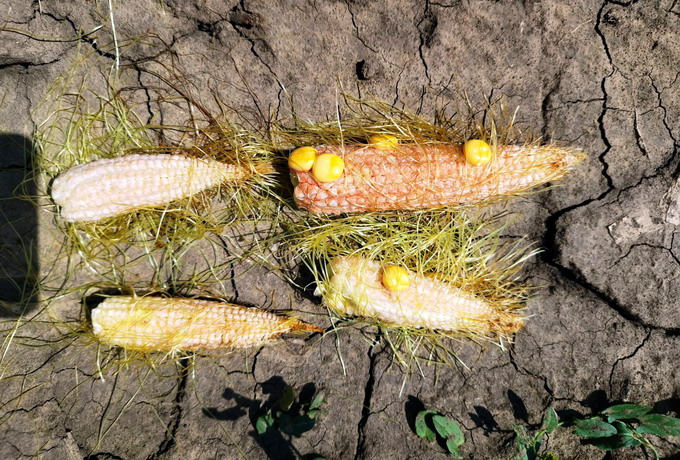 AGRA ASIGURARI Daune provocate de grindina