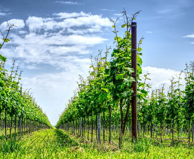 Viticultorii si producatorii de vin pot accesa de acum Registrul Plantatiilor Viticole online